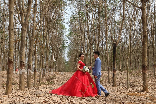  Một số đôi bạn trẻ đã lựa chọn rừng cao su ở xã Mường Bon mùa thay lá, để chụp ảnh cưới.
