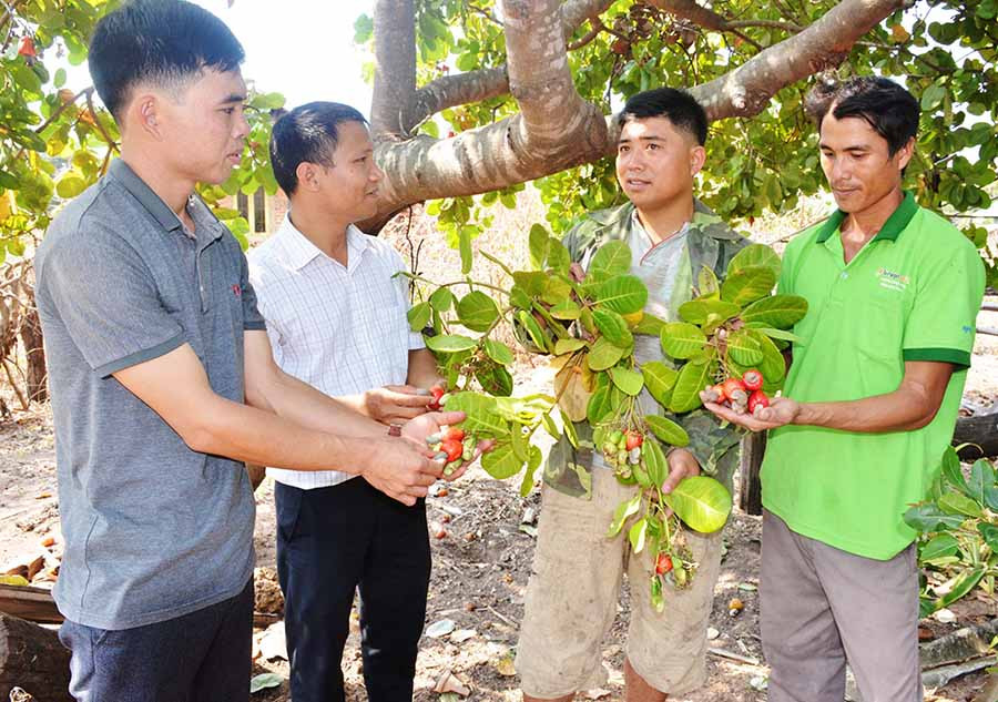  Các hội viên nông hội trồng điều thôn Lũng Vân trao đổi kinh nghiệm sản xuất. Ảnh: T.T