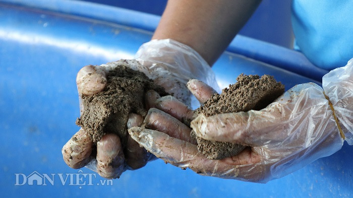 Thức ăn cho cá tầm con là hỗn hợp cám được pha trộn với tỷ lệ phù hợp.