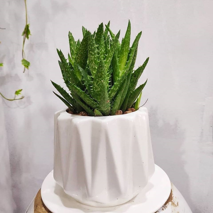  Lô Hội hay còn gọi là Nha Đam, được biết tới là loại thực vật không chỉ dùng để chế biến các món ăn, làm đẹp, chữa bệnh mà còn có thể sử dụng để trang trí nội thất trong phòng ngủ. Lô Hội có thể giúp điều hòa không khí, giảm bớt độc tố trong môi trường giúp chủ nhà có giấc ngủ ngon hơn. Ảnh ST.