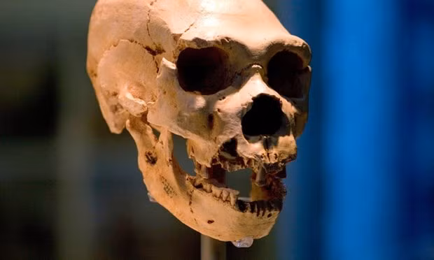 Một hộp sọ của người Homo neanderthalensis. (Nguồn: Bảo tàng Lịch sử Tự nhiên/Alamy.h) Một hộp sọ của người Homo neanderthalensis. (Nguồn: Bảo tàng Lịch sử Tự nhiên/Alamy.h)