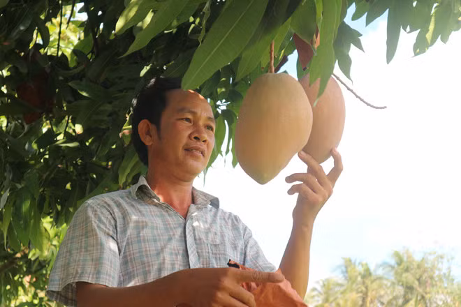 Anh Nhàn giới thiệu trái xoài có màu hồng phấn trông rất bắt mắt - Ảnh: Thiên Lộc