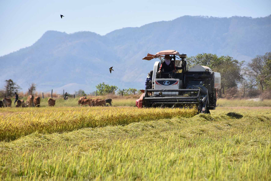 Hạt vàng nặng trĩu. Ảnh: Hà Phương Hạt vàng nặng trĩu. Ảnh: Hà Phương