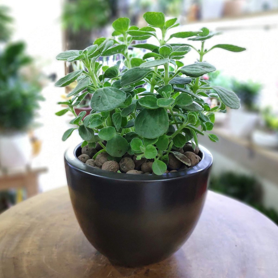 Nhất Mạt Hương với mùi thơm dịu nhẹ có khả năng xua đuổi muỗi, giúp không gian phòng ngủ trong lành, thơm ngát. Đặc biệt, Nhất Mạt Hương mang ý nghĩa của sự may mắn, đem lại nhiều điềm lành và cát lợi cho người trồng. Ảnh ST.