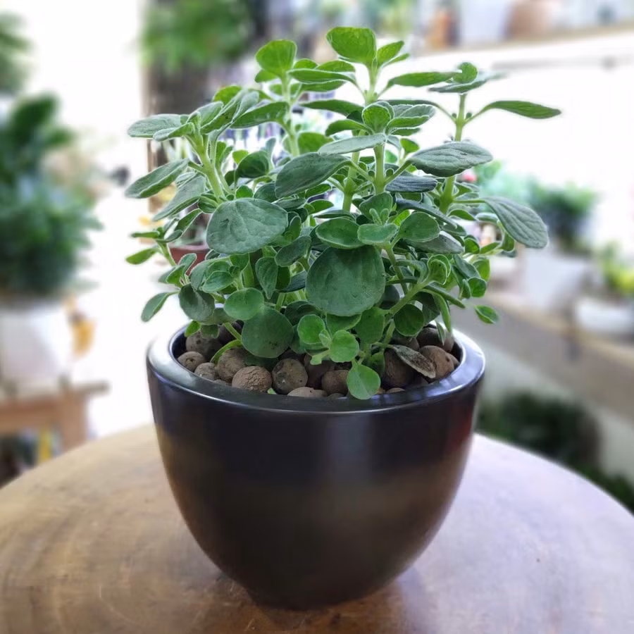 Nhất Mạt Hương với mùi thơm dịu nhẹ có khả năng xua đuổi muỗi, giúp không gian phòng ngủ trong lành, thơm ngát. Đặc biệt, Nhất Mạt Hương mang ý nghĩa của sự may mắn, đem lại nhiều điềm lành và cát lợi cho người trồng. Ảnh ST.