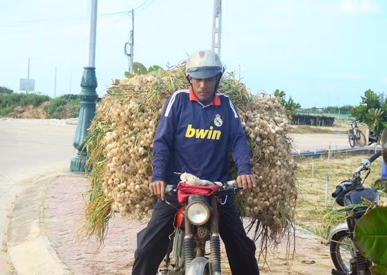  Chở tỏi về nhà phơi khô. Ảnh: NGUYỄN TRANG