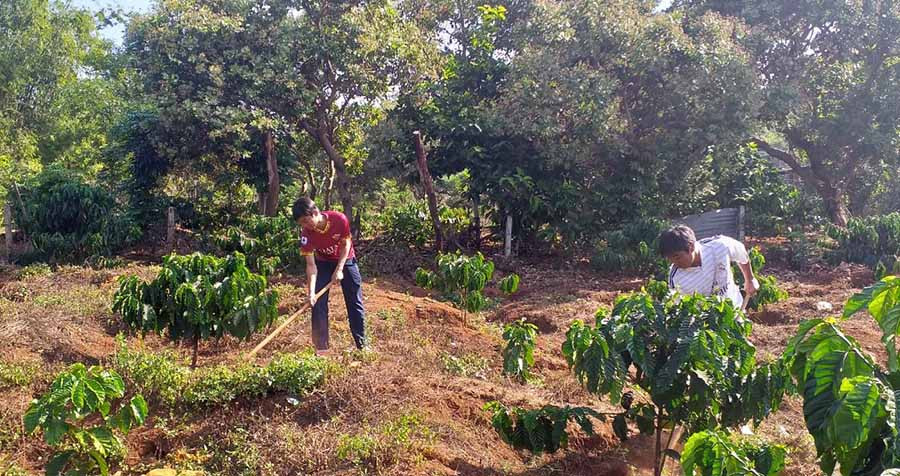  Người dân làng Tang đã phát triển thêm cây cà phê, hồ tiêu để cải thiện thu nhập. Ảnh: A.H
