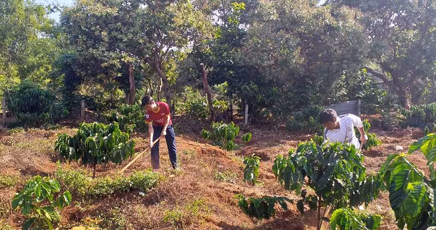  Người dân làng Tang đã phát triển thêm cây cà phê, hồ tiêu để cải thiện thu nhập. Ảnh: A.H