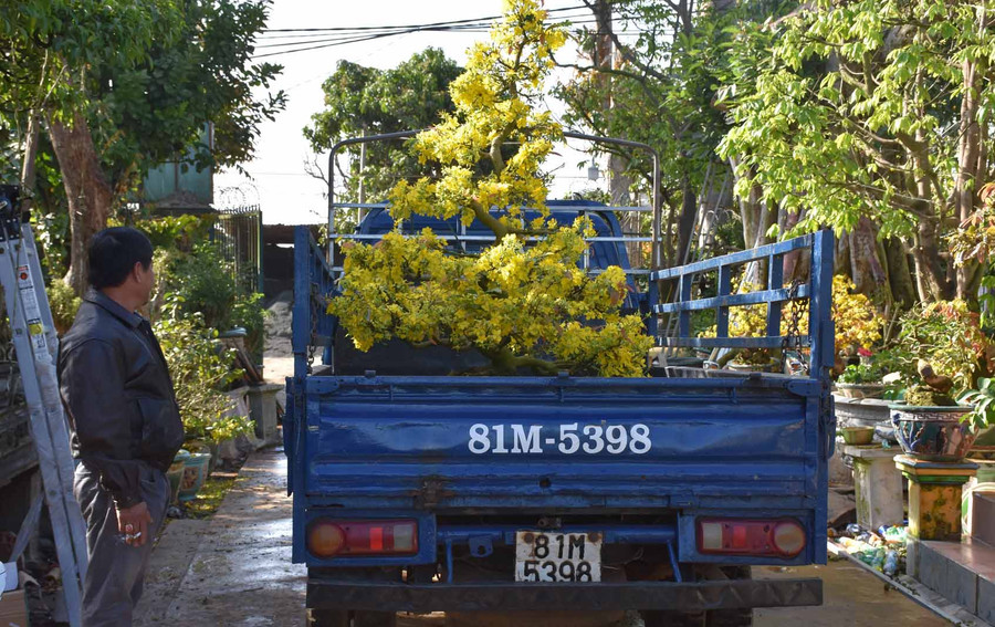 Sau khi chưng Tết xong, nhiều khách hàng chở mai đến các nhà vườn để gửi. Ảnh: Hà Phương (ảnh 2)