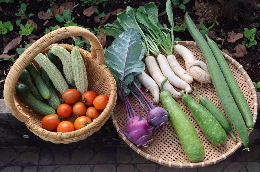  Mùa nào thức nấy, cả chục năm nay gia đình chị Thùy được thưởng thức rau sạch nhà trồng.