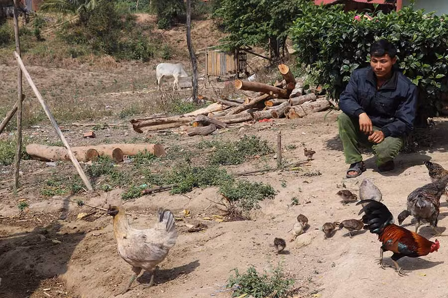  Gà đen được người Mông ở xã Ya Hội (huyện Đak Pơ)nuôi đem lại lợi ích kinh tế cao. Ảnh: N.M
