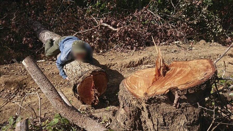 Những cây gỗ lớn bị đưa đi, hiện trường còn lại chỉ còn nhiều cành cây nhỏ hoặc không có giá trị kinh tế. Ảnh: HL