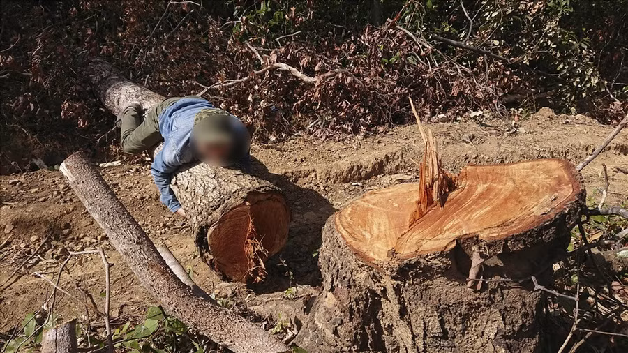 Những cây gỗ lớn bị đưa đi, hiện trường còn lại chỉ còn nhiều cành cây nhỏ hoặc không có giá trị kinh tế. Ảnh: HL