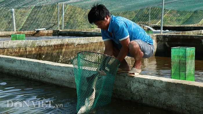 Hiện nay, Lâm Đồng đang có nhiều chính sách hỗ trợ nghề nuôi cá nước lạnh. trong đó có nuôi cá tầm trên địa bàn.