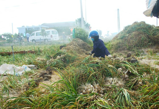 Tỏi được chất lại thành đống để cho vào bao vận chuyển lên xe.