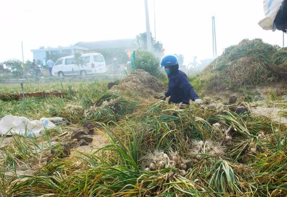 Tỏi được chất lại thành đống để cho vào bao vận chuyển lên xe.