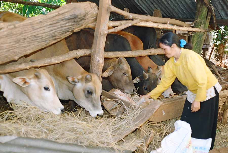 Nhiều hộ dân tộc thiểu số ở huyện Đak Đoa đã đầu tư phát triển chăn nuôi để tăng thu nhập. Ảnh: T.N Nhiều hộ dân tộc thiểu số ở huyện Đak Đoa đã đầu tư phát triển chăn nuôi để tăng thu nhập. Ảnh: T.N