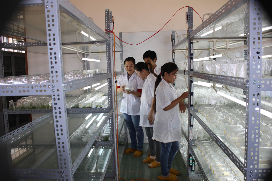 Công nghệ nuôi cấy mô các giống hoa tại Trung tâm Nghiên cứu giống cây trồng. Ảnh: N.D Công nghệ nuôi cấy mô các giống hoa tại Trung tâm Nghiên cứu giống cây trồng. Ảnh: N.D