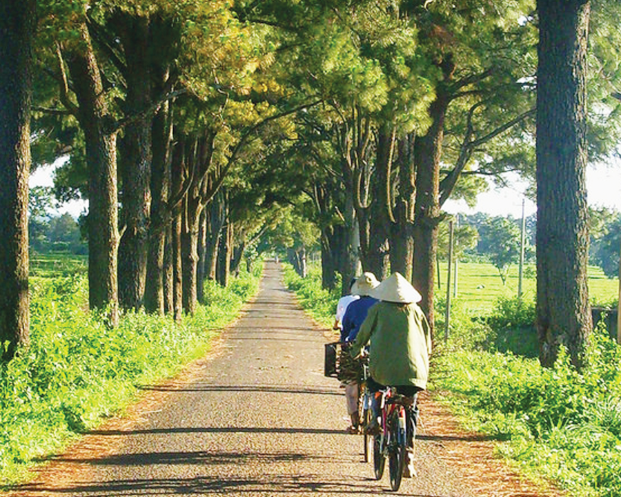 Con đường thông “Biển Hồ chè”. Ảnh: Đức Thịnh