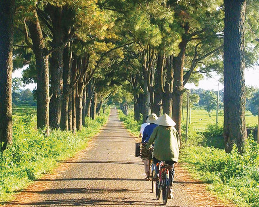 Con đường thông “Biển Hồ chè”. Ảnh: Đức Thịnh