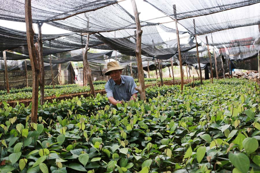 Ông Minh đang chăm sóc vườn tiêu giống của mình. Ảnh: Quang Tấn Ông Minh đang chăm sóc vườn tiêu giống của mình. Ảnh: Quang Tấn