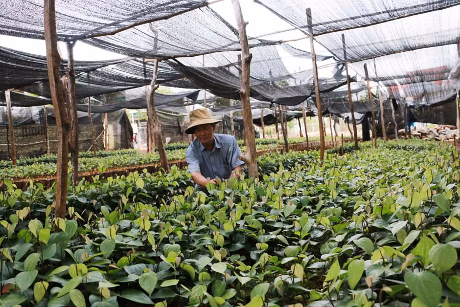 Ông Minh đang chăm sóc vườn tiêu giống của mình. Ảnh: Quang Tấn