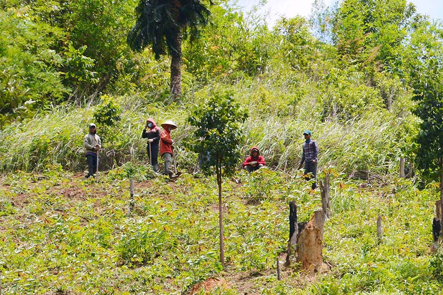  Người dân xã Hà Đông đang canh tác trên đất lâm nghiệp. Ảnh: L.A