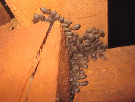 Bọ đậu đen len lỏi khắp nơi trong nhà của nhiều hộ gia đình, khiến sinh hoạt của người dân bị đảo lộn. Bọ đậu đen len lỏi khắp nơi trong nhà của nhiều hộ gia đình, khiến sinh hoạt của người dân bị đảo lộn.