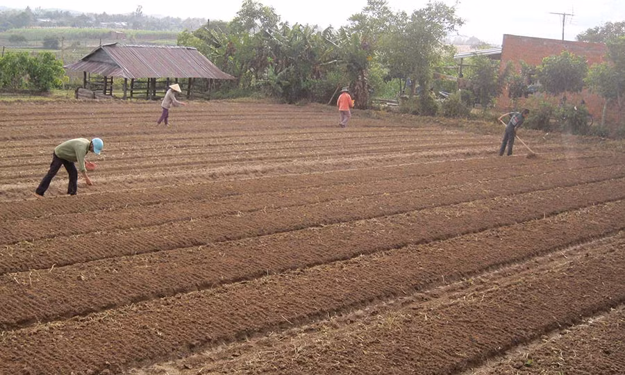 Xuống giống rau màu. Ảnh: Hồng Thi