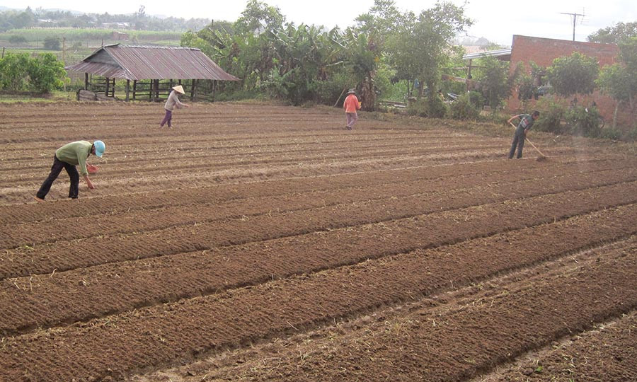 Xuống giống rau màu. Ảnh: Hồng Thi Xuống giống rau màu. Ảnh: Hồng Thi