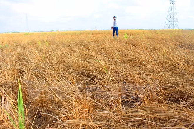 Nhiều cánh đồng lúa ở Đồng bằng sông Cửu Long bị chết do khô mặn lịch sử.