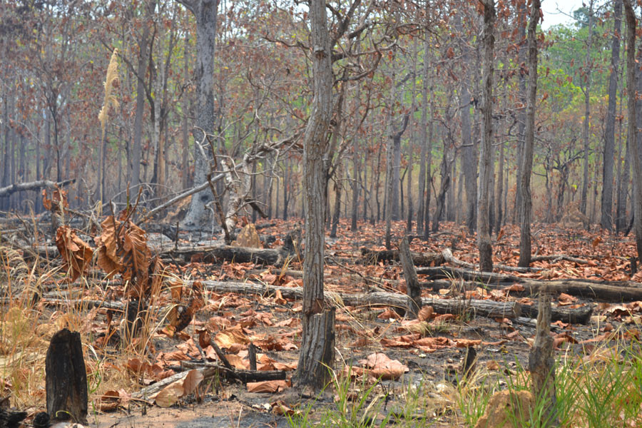  Rừng bị tàn phá.