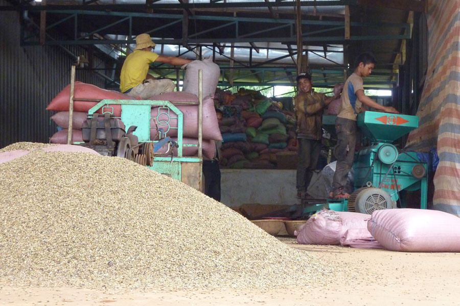 Người dân điêu đứng khi các chủ cơ sở ký gửi cà phê liên tục tuyên bố phá sản, vỡ nợ. Ảnh: Minh Nguyễn