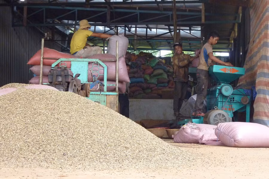 Người dân điêu đứng khi các chủ cơ sở ký gửi cà phê liên tục tuyên bố phá sản, vỡ nợ. Ảnh: Minh Nguyễn