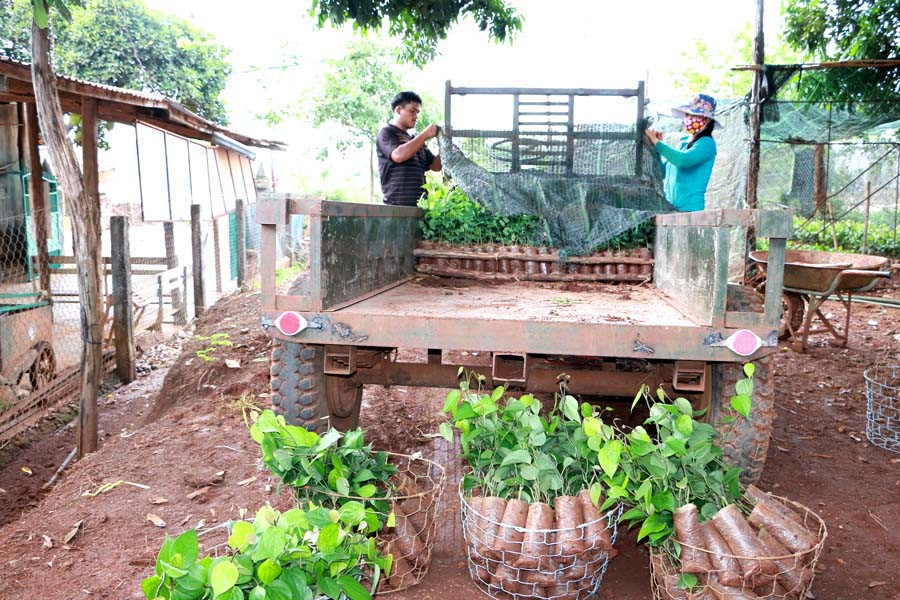 Chất lượng giống tiêu hiện nay trên thị trường làm người trồng tiêu khá lo lắng. Ảnh: Đỗ Hằng Chất lượng giống tiêu hiện nay trên thị trường làm người trồng tiêu khá lo lắng. Ảnh: Quang Tấn