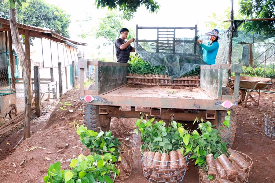 Chất lượng giống tiêu hiện nay trên thị trường làm người trồng tiêu khá lo lắng. Ảnh: Quang Tấn
