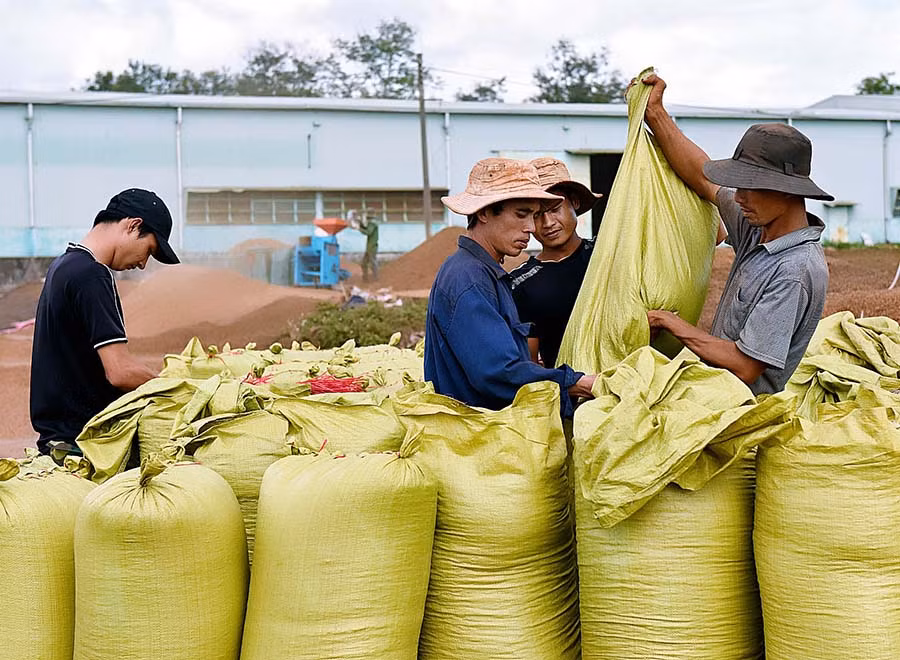  Cà phê là mặt hàng nông sản xuất khẩu chủ lực của tỉnh. Ảnh: Đ.T