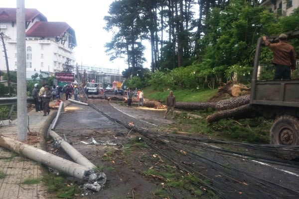 Thông cổ thụ đổ làm gãy nhiều cột điện giữa trung tâm thành phố Đà Lạt. Thông cổ thụ đổ làm gãy nhiều cột điện giữa trung tâm thành phố Đà Lạt.