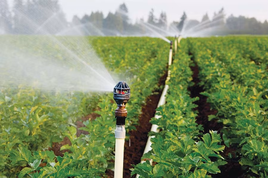  Hệ thống tưới béc góp phần nâng cao nâng suất cây trồng. Ảnh: N.A