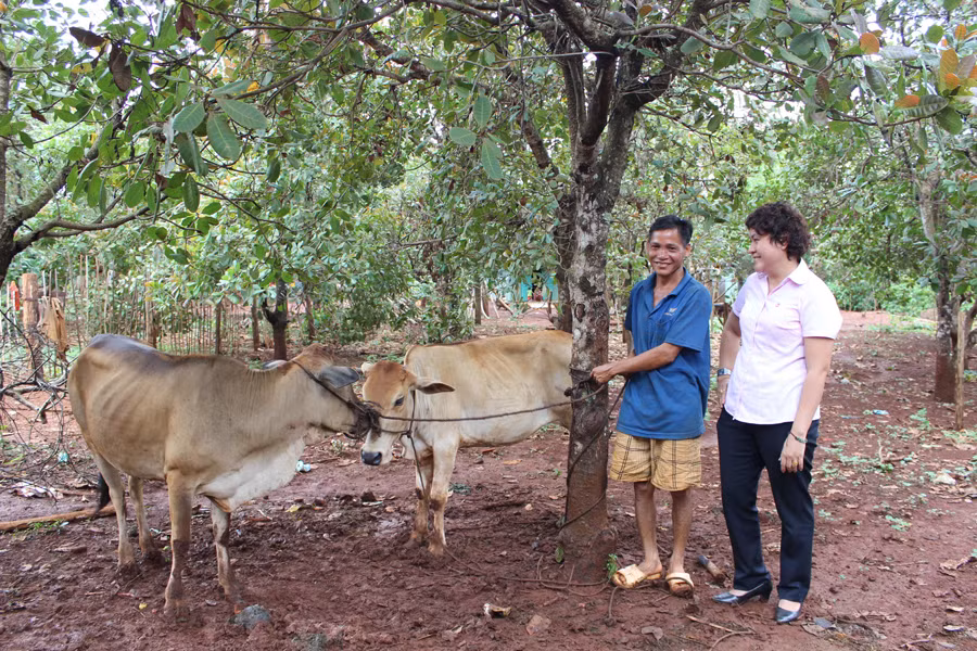 Ông Kpuih Kuom (làng Ấp, xã Ia Kriêng) mua bò từ khoản vay 15 triệu đồng năm 2015. Ảnh: T.U Ông Kpuih Kuom (làng Ấp, xã Ia Kriêng) mua bò từ khoản vay 15 triệu đồng năm 2015. Ảnh: T.U