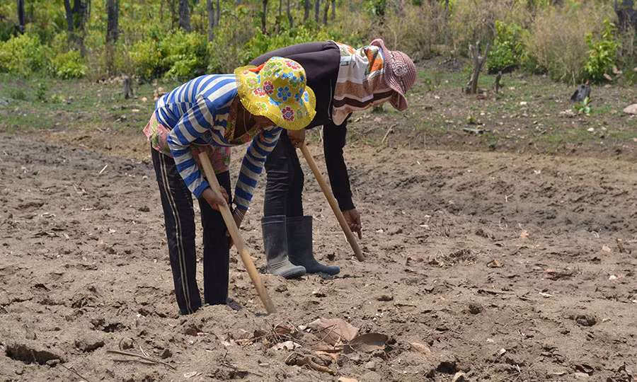  Người dân Kông Chro gieo trồng vụ mùa sau khi trên địa bàn xuất hiện nhiều cơn mưa lớn. Ảnh: H.L