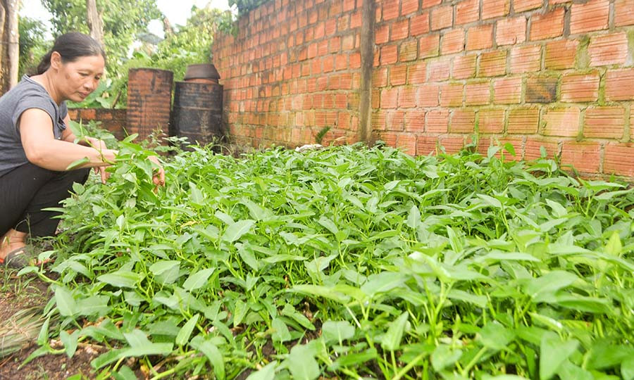  Nguồn thực phẩm sạch phong phú do chị em phụ nữ trong thôn tự gieo trồng, chăm sóc. Ảnh: Trần Dung