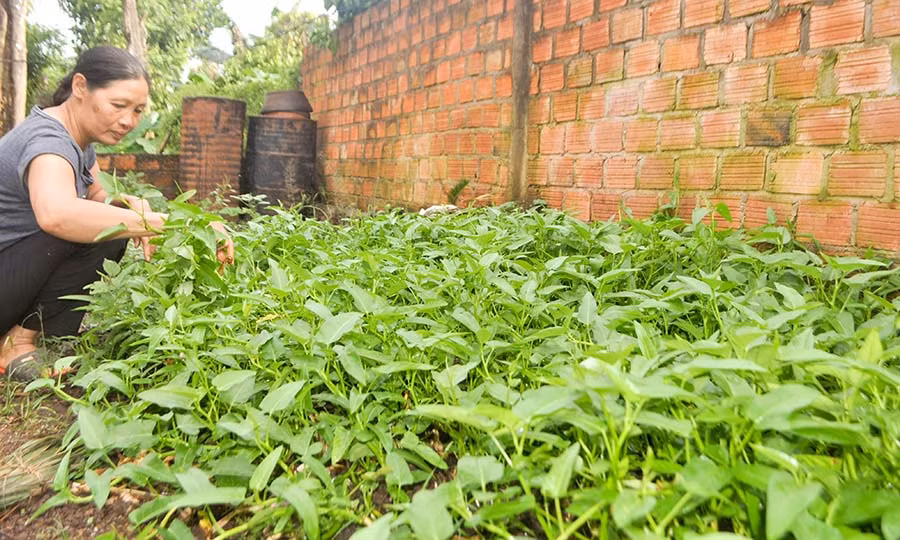  Nguồn thực phẩm sạch phong phú do chị em phụ nữ trong thôn tự gieo trồng, chăm sóc. Ảnh: Trần Dung