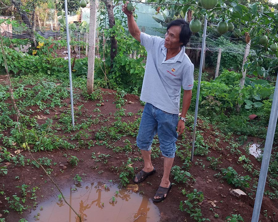 Ông Trần Thành bên vườn chanh dây bị ngập úng. Ảnh: Thế Chiến