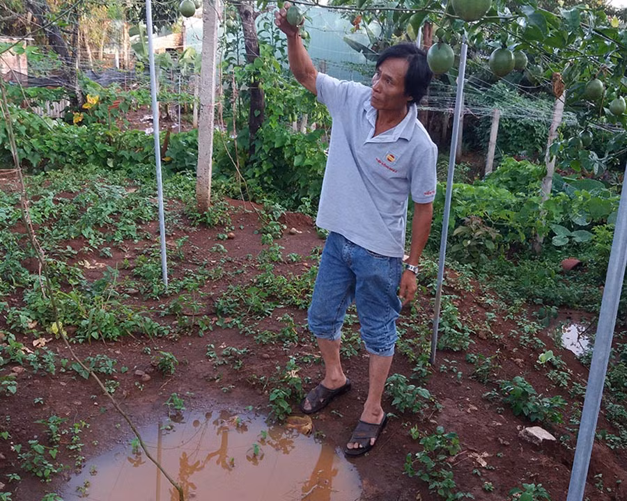 Ông Trần Thành bên vườn chanh dây bị ngập úng. Ảnh: Thế Chiến