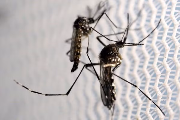 Mùa mưa là thời điểm xảy ra nhiều ca lây nhiễm virus Zika do muỗi đốt.