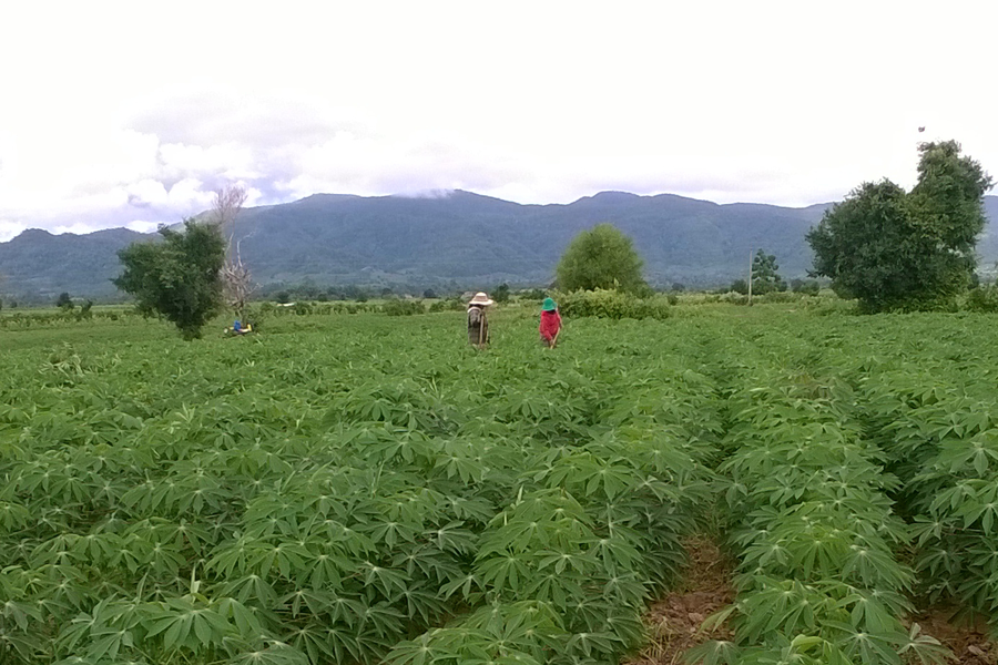 Dự án trồng mì ở Krông Pa đã phát huy hiệu quả. Ảnh: N.D