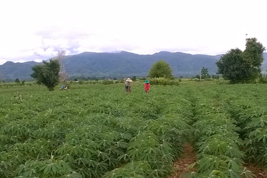 Dự án trồng mì ở Krông Pa đã phát huy hiệu quả. Ảnh: N.D