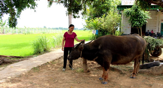 Người Thái Bình đem lúa nước, con trâu cái cày lên vùng cao nguyên Ea Sup để biến nó thành vựa lúa của Đak Lak.