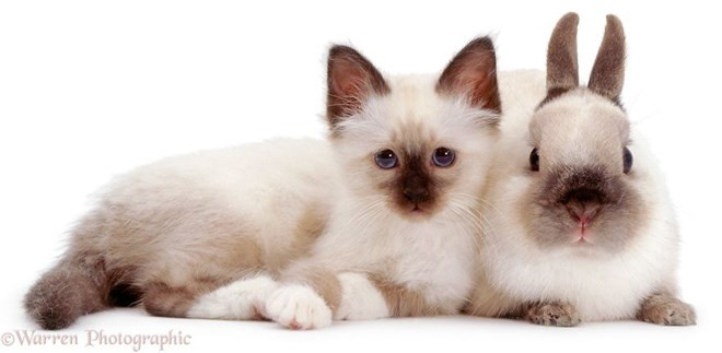 Thỏ bắt chước mèo hay mèo đội lốt thỏ đây? (Nguồn: boredpanda.com)